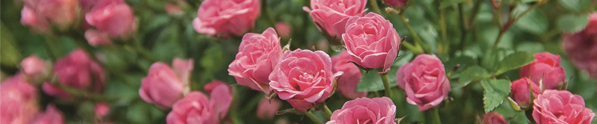 Rosa Lilly Rose (2).jpg