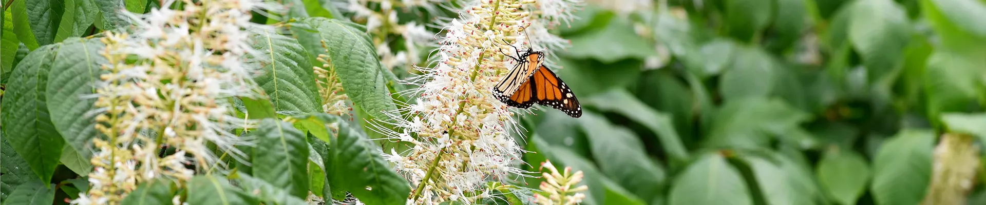 Clethra aln. 'Hummingbird' HR.jpg