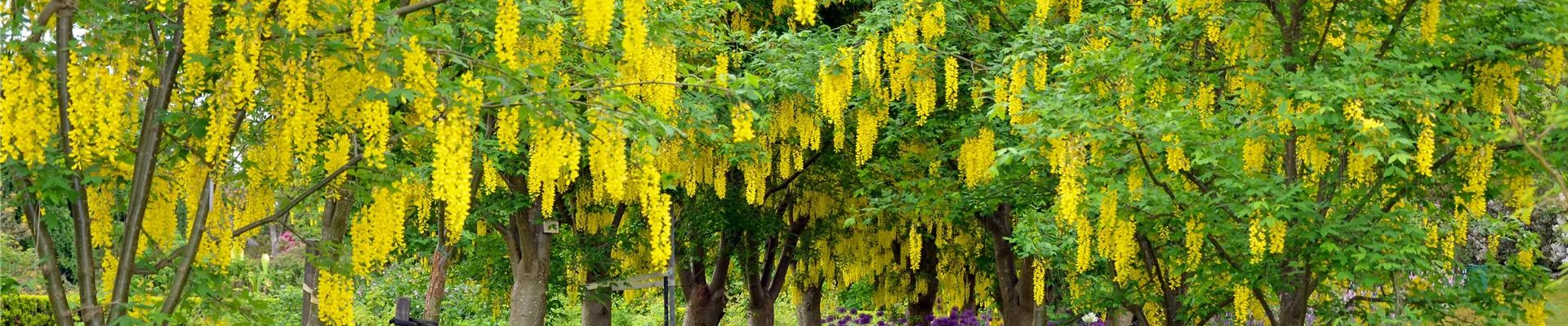 Laburnum Goldregen website.jpg