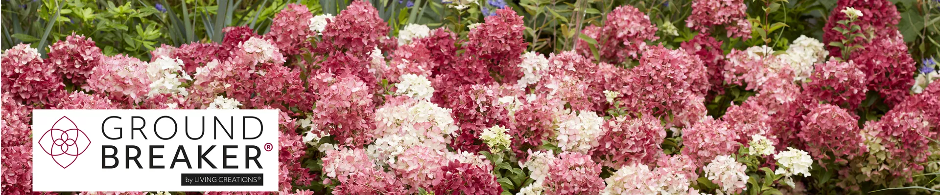Hydrangea pan. Groundbreaker Ruby website.jpg