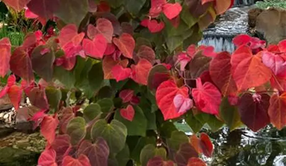 Cercis Hearts A'Fire (2).jpg